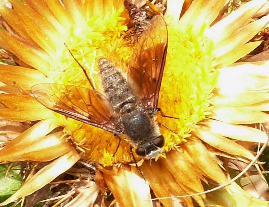 Bombilidae su Carlina